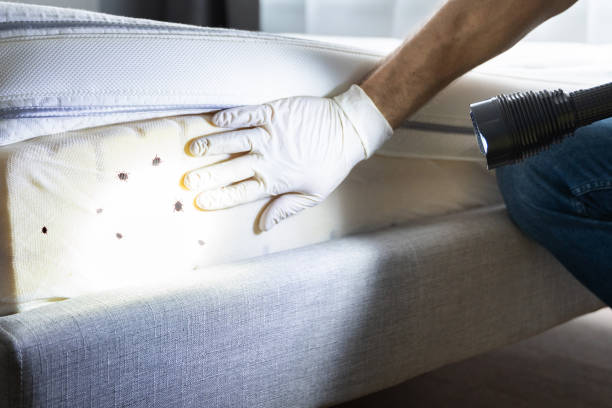 Flea Control Services in Plandome, NY