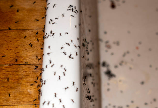 Best Pest Prevention Services  in Plandome, NY