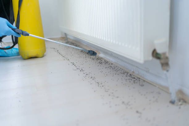 Reliable Plandome, NY Pest Control Solutions